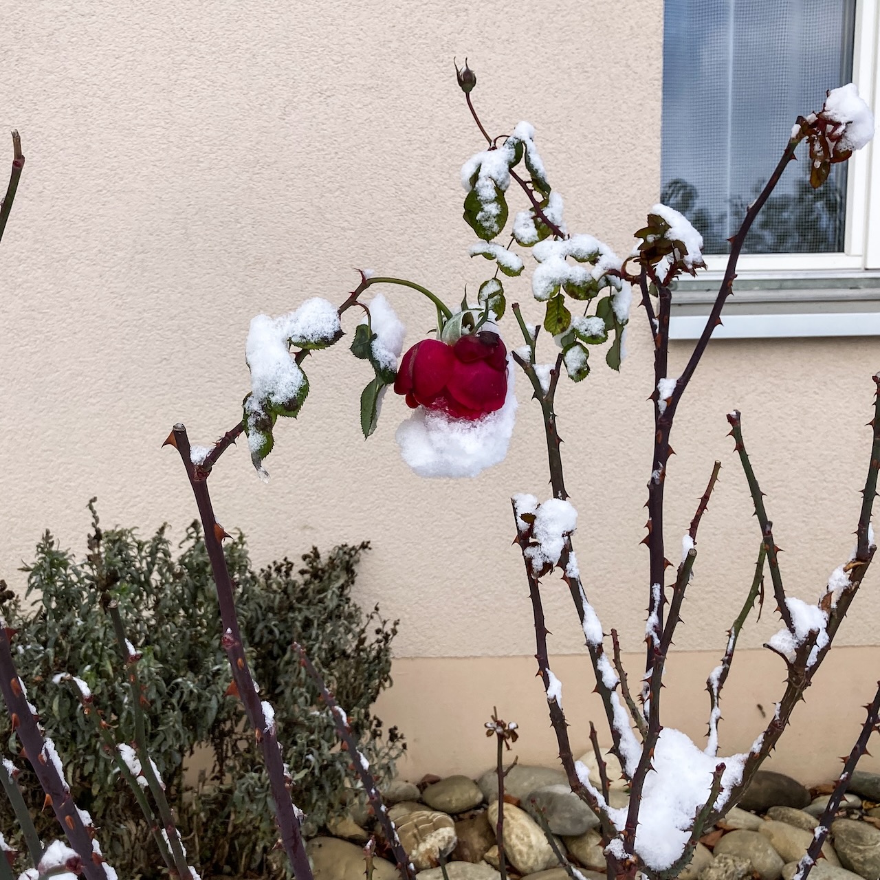 Des Winters letzte Rose …