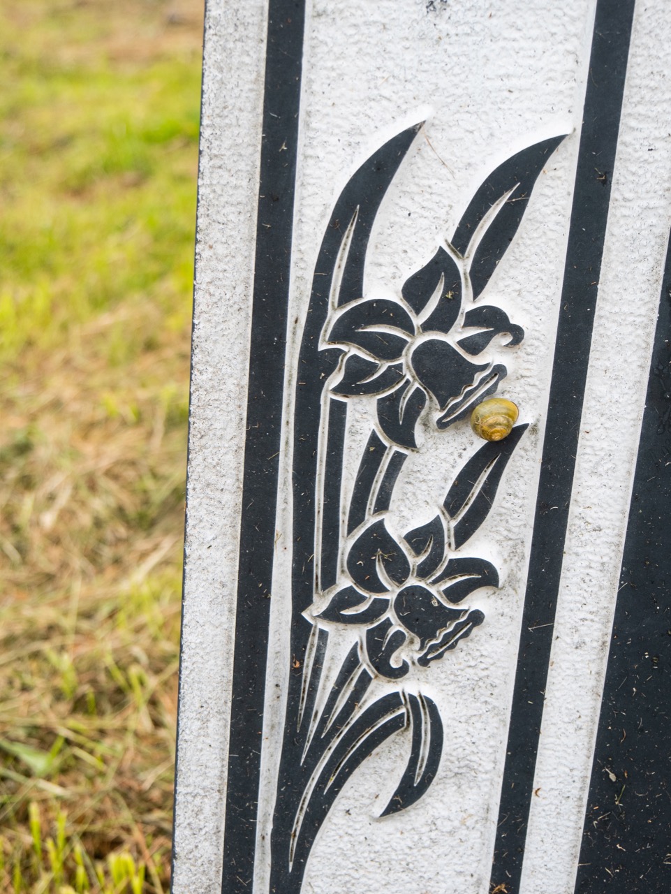 Daffodils (and a snail) on a tombstone
